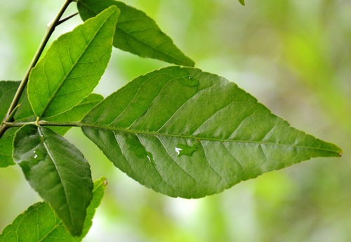 Bilva Leaves & Ganga Jal